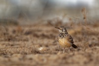 Skrivan dudkovity - Alaemon alaudipes - Greater Hoopoe-Lark o0202